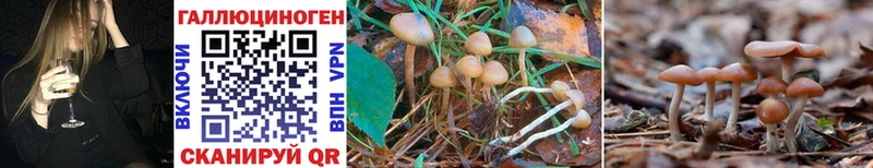 где найти   Дятьково  Галлюциногенные грибы Magic Shrooms 
